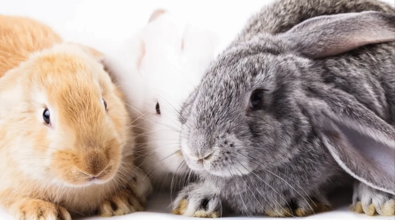 difference between bunny and rabbit difference between bunny and rabbit