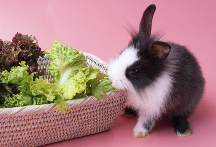 healthy food for rabbits