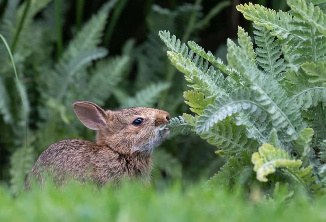 herbs toxic to rabbits herbs toxic to rabbits