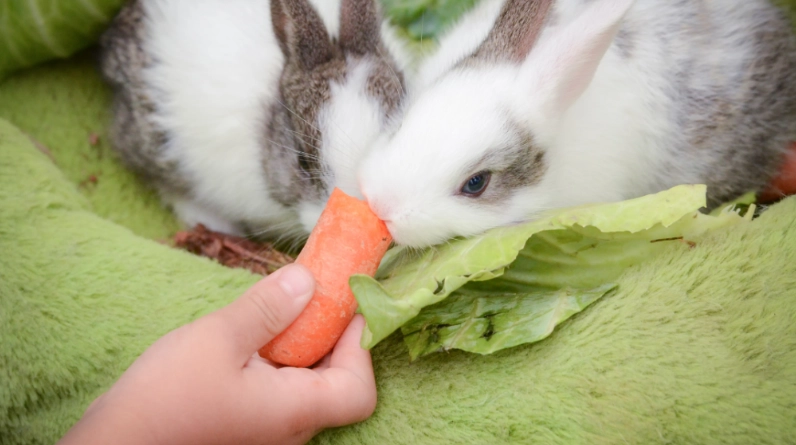 baby rabbit diet baby rabbit diet