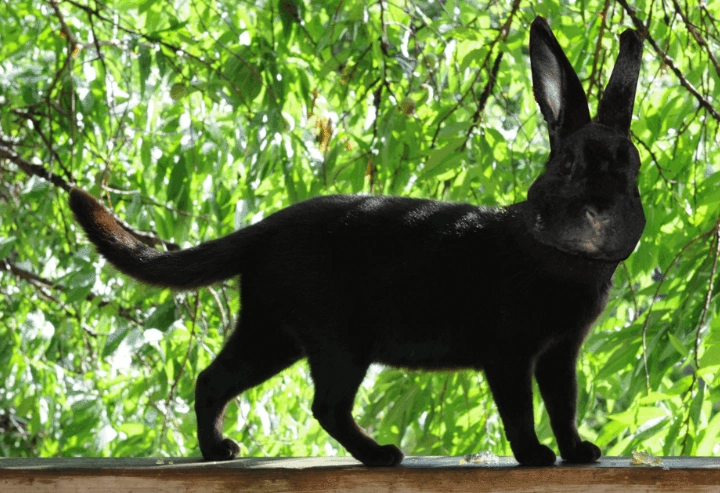 cabbit animal cabbit animal