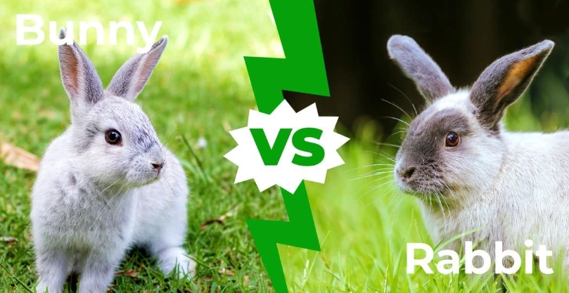 difference between bunny and rabbit difference between bunny and rabbit