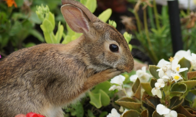 unsafe herbs for rabbits unsafe herbs for rabbits
