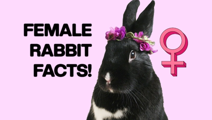 rabbit doe rabbit doe