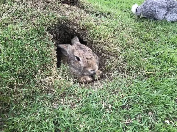 rabbit habitat