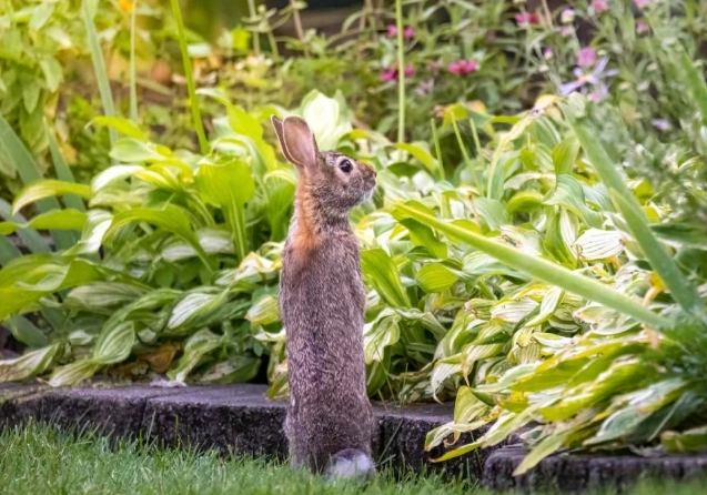 rabbit proof fence rabbit proof fence