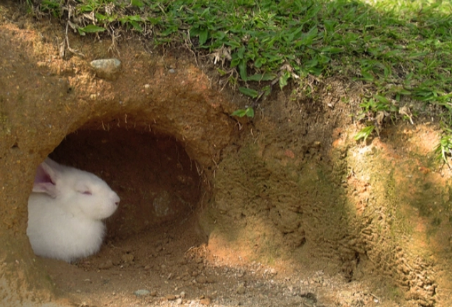 rabbit habitat