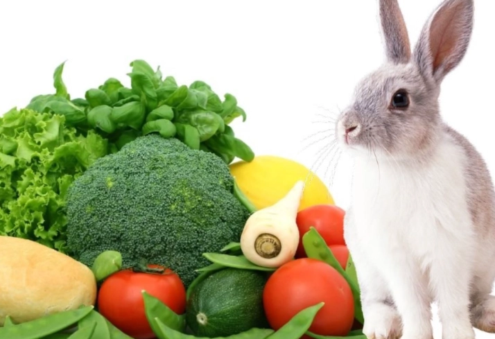 rabbit diet