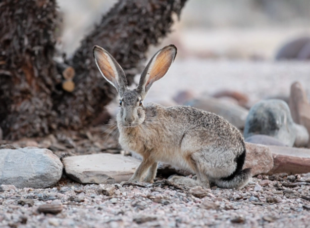 jackrabbit vs rabbit
