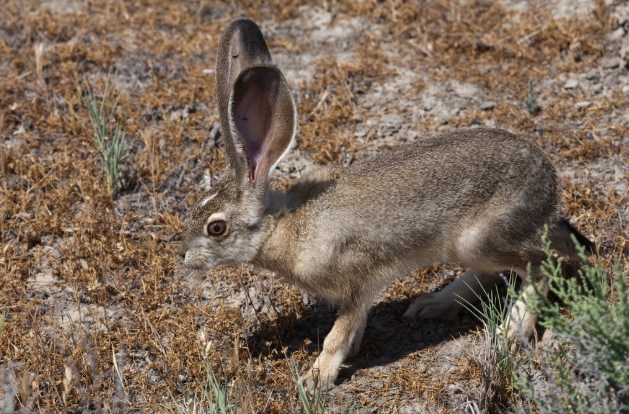 jackrabbit vs rabbit