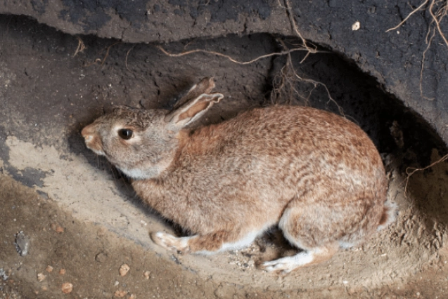 pet rabbit cage setup