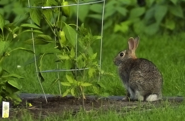 rabbit proof fence rabbit proof fence