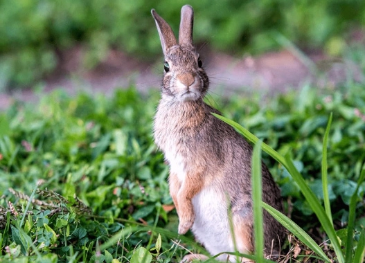 rabbit repellent rabbit repellent