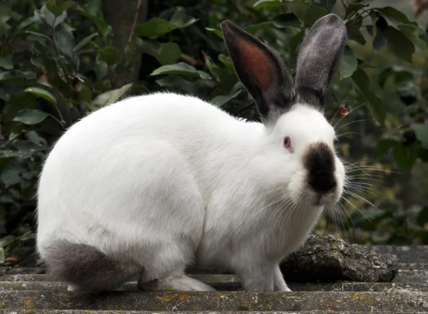 Californian rabbit