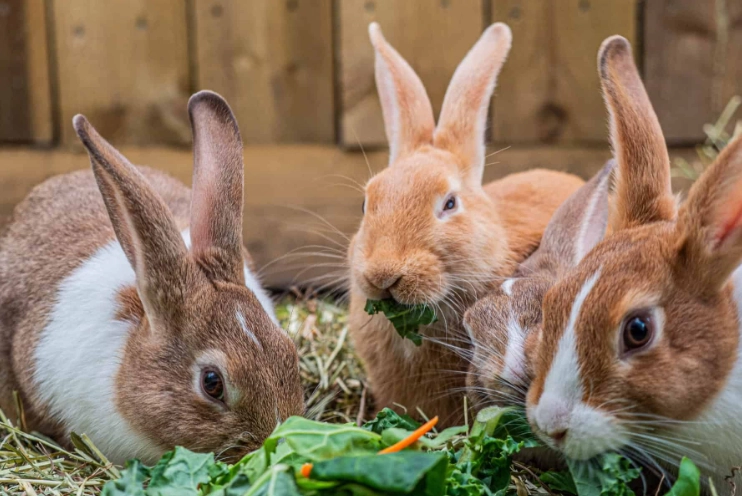 rabbit diet rabbit diet