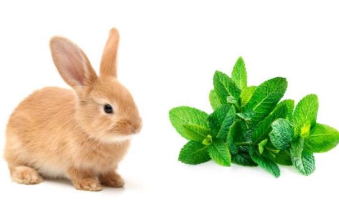 rabbit safe herbs rabbit safe herbs