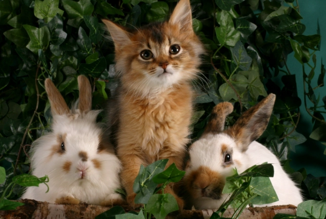 what is a rabbit kitten