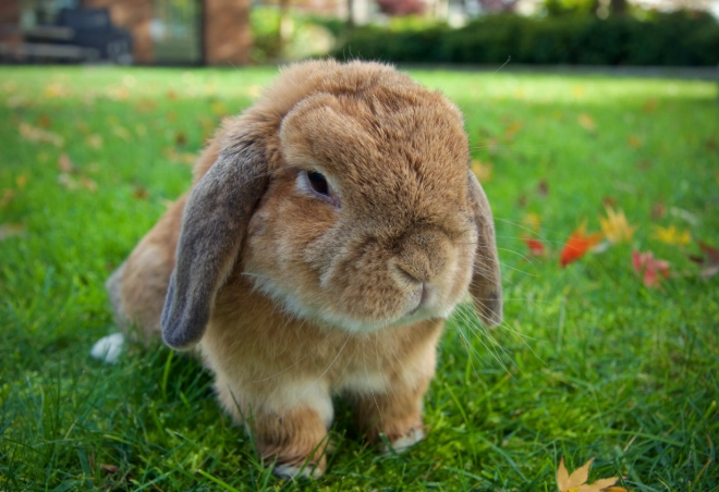 pet rabbit care pet rabbit care