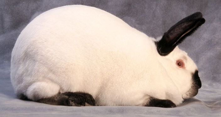 californian rabbit size californian rabbit size