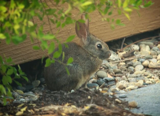 rabbit repellent rabbit repellent