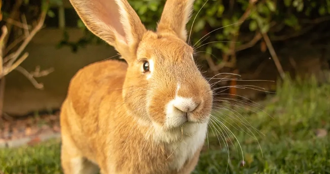 biggest rabbit breed