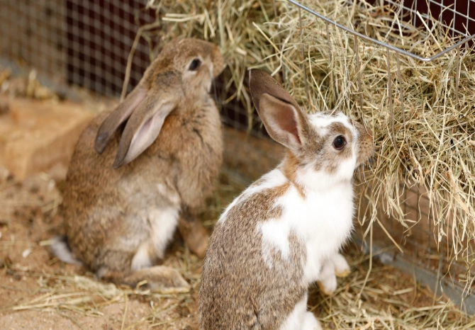 rabbit food list rabbit food list