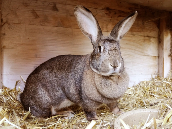 large rabbit breeds