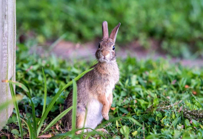 get rid of rabbits in yard get rid of rabbits in yard