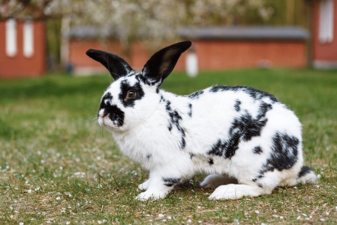 large rabbit breeds