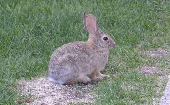 how to get rid of rabbits how to get rid of rabbits