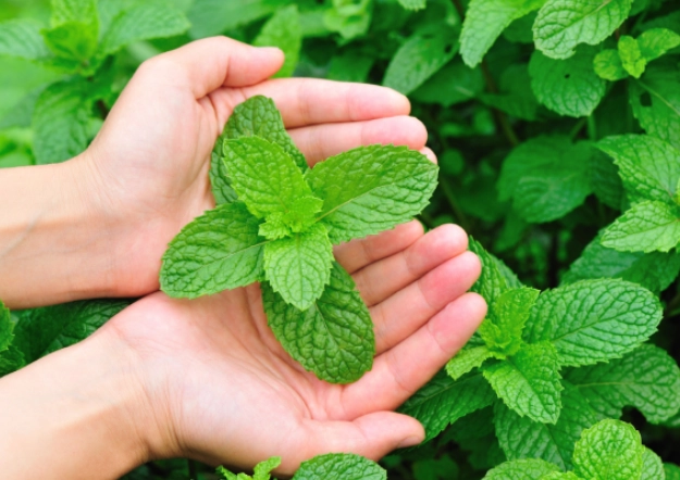 feeding mint to rabbits feeding mint to rabbits