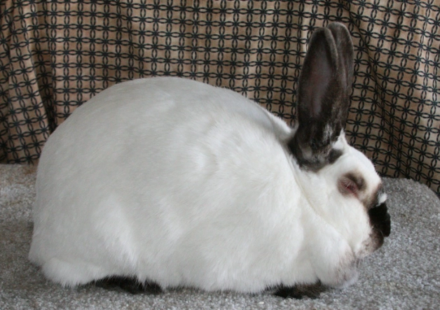 Californian rabbit care