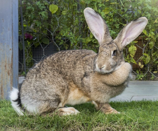 large rabbit breeds