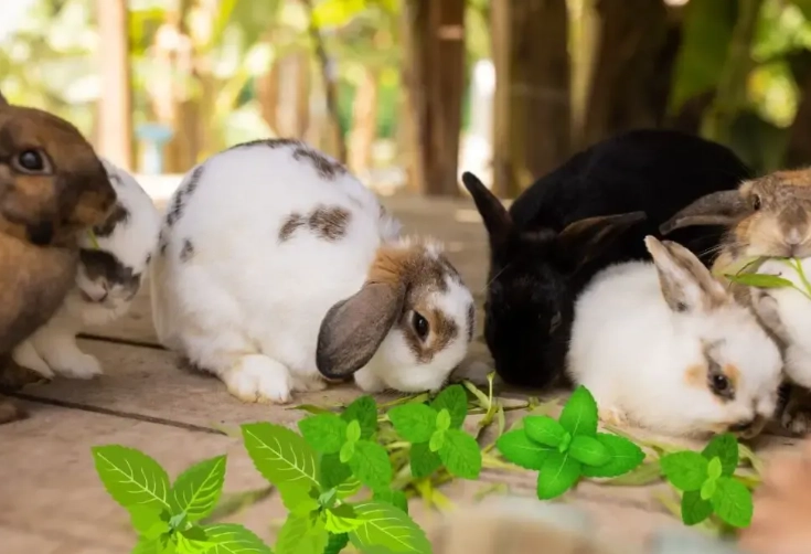 can rabbits eat mint can rabbits eat mint