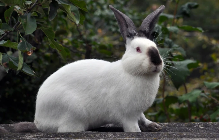 californian rabbit care californian rabbit care