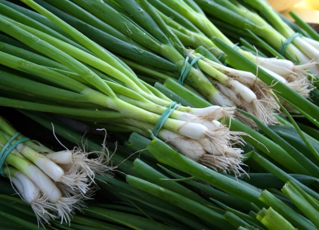 rabbit safe vegetables rabbit safe vegetables