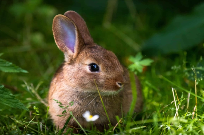 how to get rid of rabbits how to get rid of rabbits