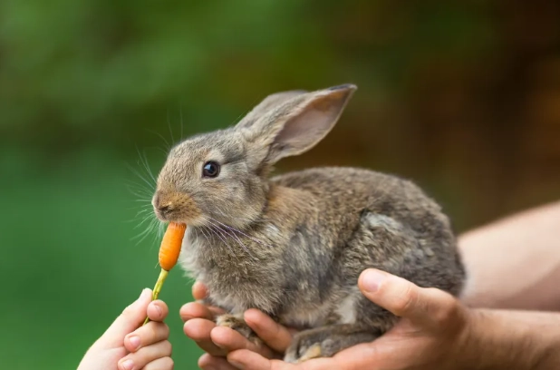 what to feed rabbits what to feed rabbits