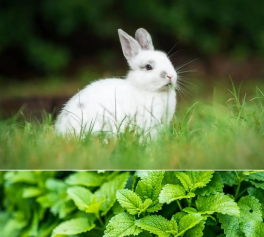 can rabbits eat mint can rabbits eat mint