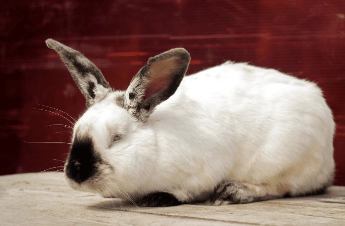 californian rabbit size californian rabbit size