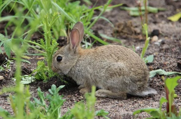 get rid of rabbits in yard get rid of rabbits in yard