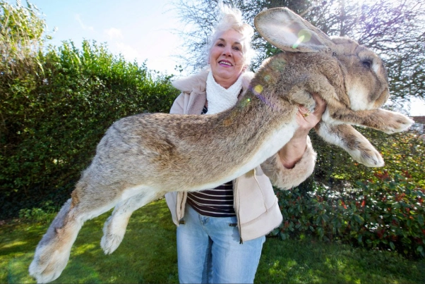 biggest rabbit breed