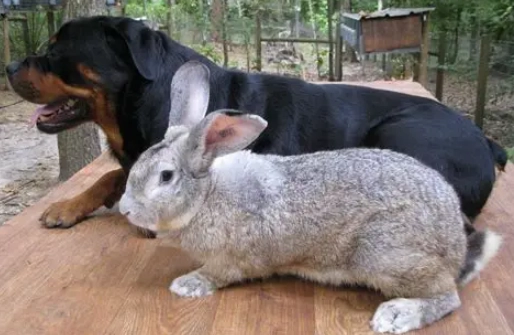 biggest rabbit breed