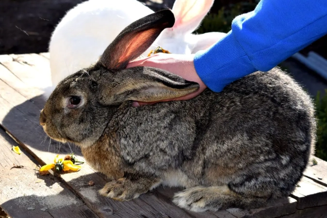 large rabbit breeds