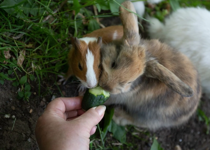 feeding cucumbers to rabbits