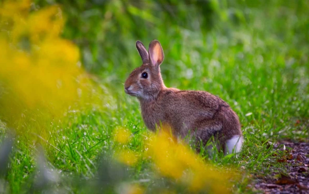 rabbit repellent rabbit repellent