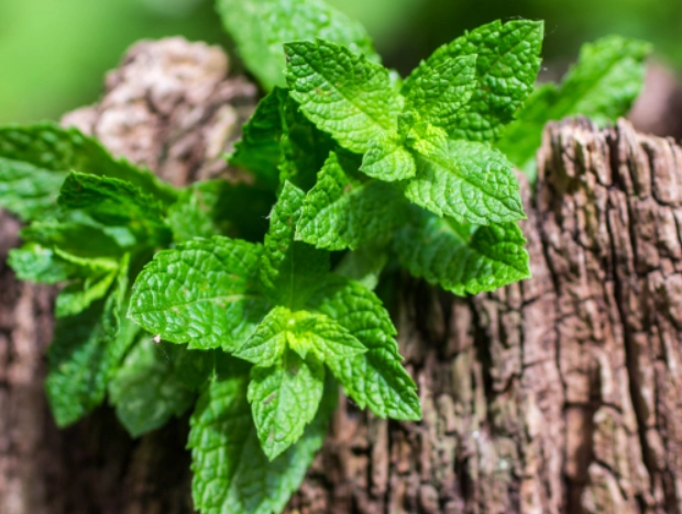 feeding mint to rabbits feeding mint to rabbits