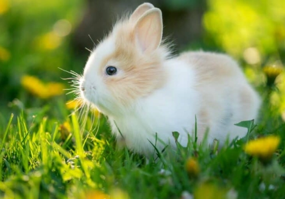 rabbit kitten breed
