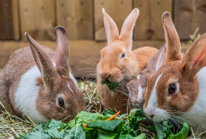 rabbit health rabbit health