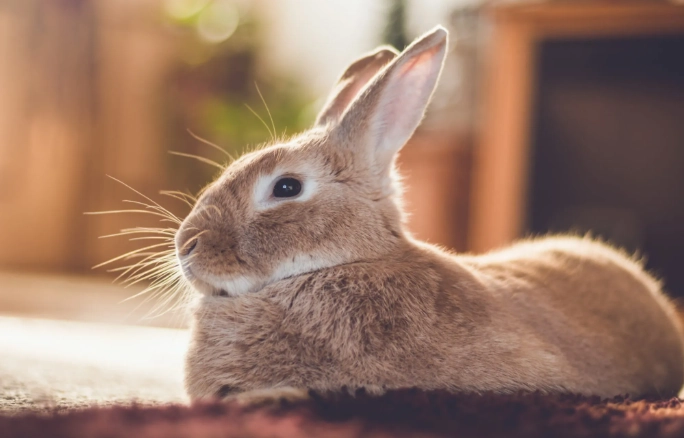 pet rabbit care pet rabbit care